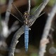 Orthetrum coerulescens male-223484